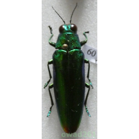Chrysochroa fulminans (Fabricius, 1787) Indonesia, Java 29mm60